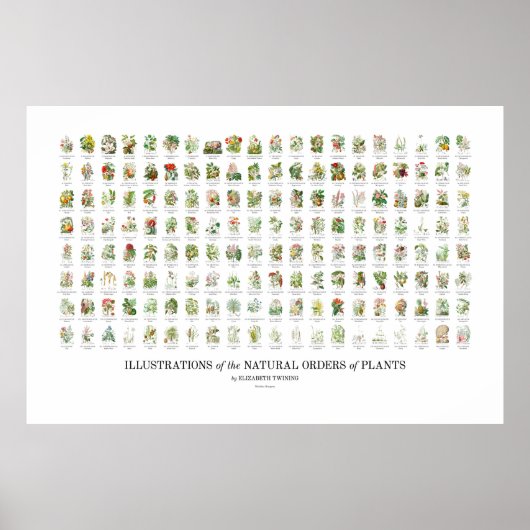 Poster Ordre naturel des Plantes - Toutes les illustratio (Devant)