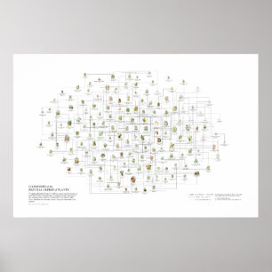 Poster Ordres Naturels des Plantes - Ressemblances