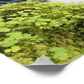 Poster Oregon, Cascade dans le parc national Willamette (Coin)