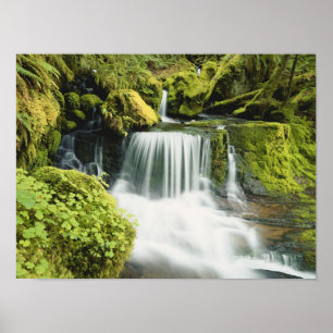 Poster Oregon, Cascade dans le parc national Willamette