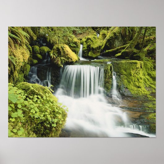 Poster Oregon, Cascade dans le parc national Willamette (Devant)