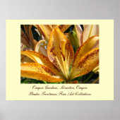 Poster Oregon Gardens Silverton Golden Lily Flowers (Devant)