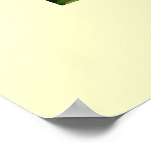 Poster Oregon Gardens Silverton Golden Lily Flowers (Coin)