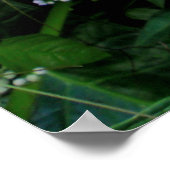 Poster Oreille d'éléphant sauvage (Coin)