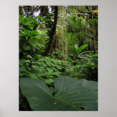 Poster Oreille éléphante en forêt tropicale (Devant)