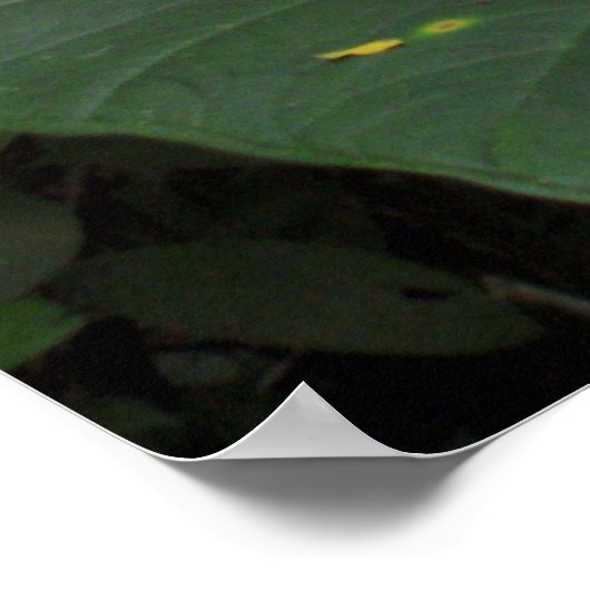 Poster Oreille éléphante en forêt tropicale (Coin)