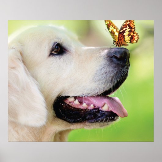 Poster Oreiller À Lancer Du Labrador Et Du Papillon (Devant)