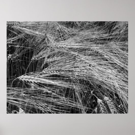 Poster Oreilles d'orge mûre (Hordeum vulgare) (Devant)
