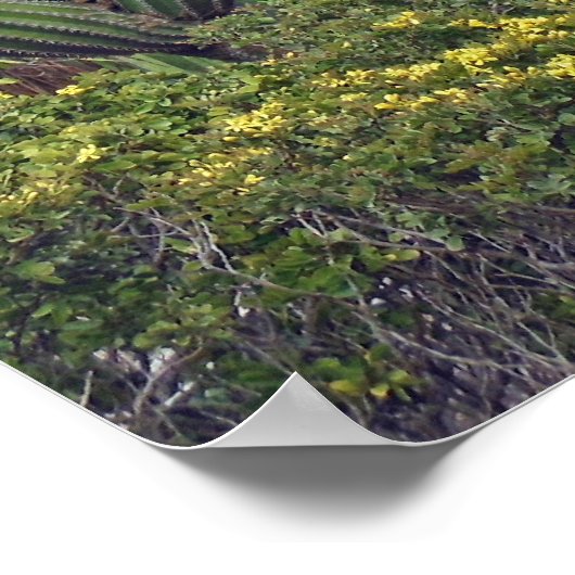 Poster Organe Cactus (Coin)