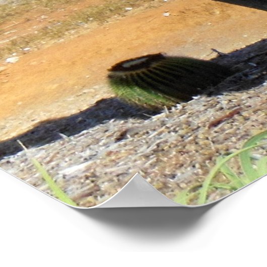 Poster Organe Cactus (Coin)