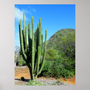 Poster Organe Cactus