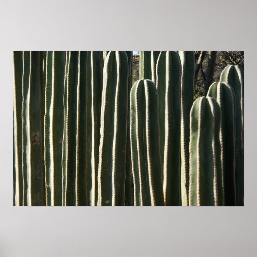 Poster Organe Cactus (Devant)