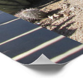 Poster Organe Cactus (Coin)