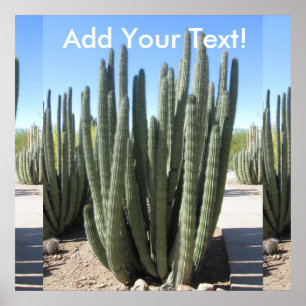 Poster Organe Cactus