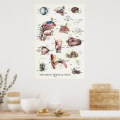 Poster Organes de l'Anatomie de la voix sensée Throat du  (Cuisine)