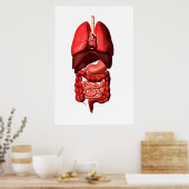 Poster Organes Des Systèmes Respiratoires Et Digestifs (Cuisine)