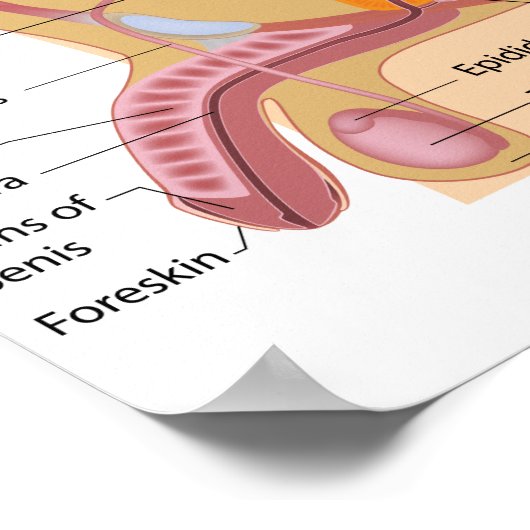 Poster Organes reproducteurs mâles sagittal, diagramme la (Coin)