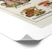 Poster Organigramme des champignons botaniques (Coin)