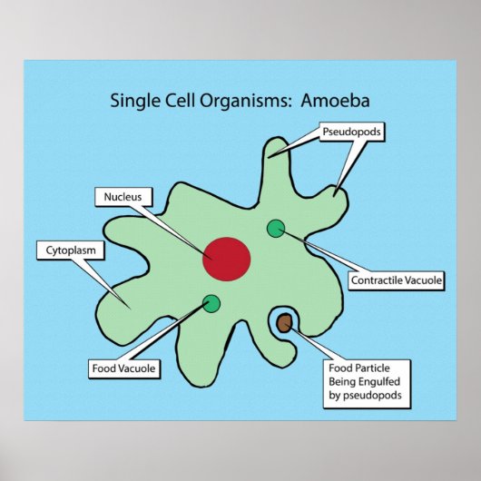 Poster Organismes à cellule unique : Amoeba (Devant)