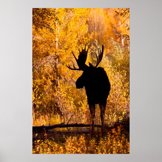 Poster Orignal (Alces Alces) mâle dans les saules dorés 2 (Devant)