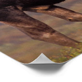 Poster orignal, Alces alces, taureau aux gros bois (Coin)