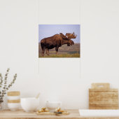 Poster orignal, Alces alces, taureau aux gros bois (Cuisine)