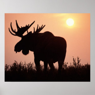 Poster orignal, Alces alces, taureau avec grands bois,