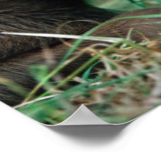 Poster orignal, Alces alces, veau allongé dans l'herbe, K (Coin)