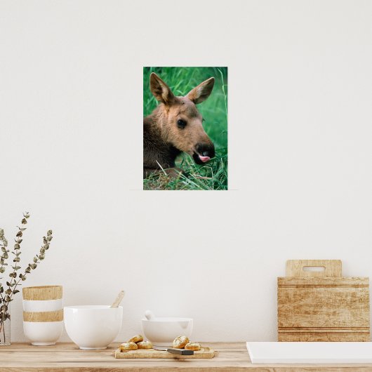 Poster orignal, Alces alces, veau allongé dans l'herbe, K (Cuisine)