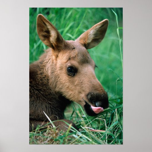 Poster orignal, Alces alces, veau allongé dans l'herbe, K (Devant)