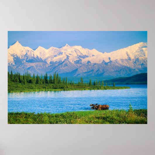 Poster Orignal dans le lac Wonder (Devant)