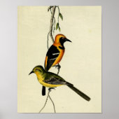 Poster Oriole à capuchon (Devant)