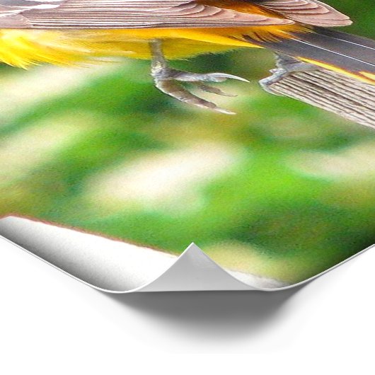 Poster Oriole Baltimore féminin/Imprimer (Coin)