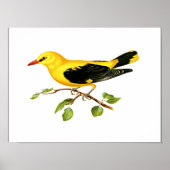 Poster Oriole bird (Devant)