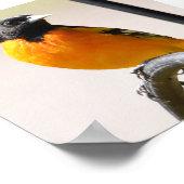 Poster Oriole de Baltimore (Coin)