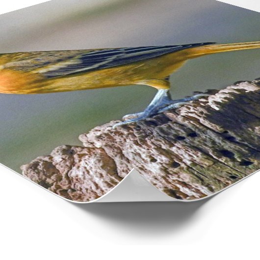 Poster Oriole de Baltimore (Coin)