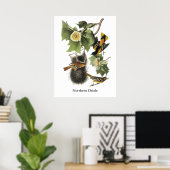 Poster Oriole du Nord, John Audubon (Bureau à domicile)