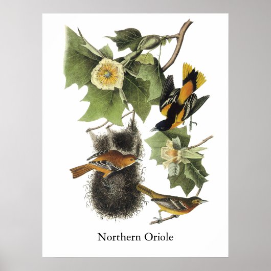 Poster Oriole du Nord, John Audubon (Devant)