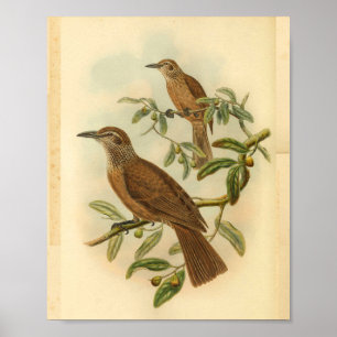 Poster Oriole trompeur Brown Spectacle Vintage Imprimer