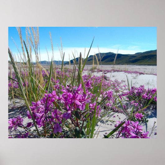 Poster Orkide groenlandais (Devant)