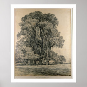 Poster Ormes dans Old Hall Park, East Bergholt, 1817 (p