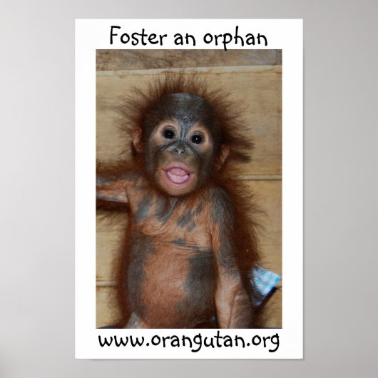 Poster Orphan Baby Orangutan (Devant)