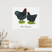 Poster Orpington : Paire bleue (Cuisine)