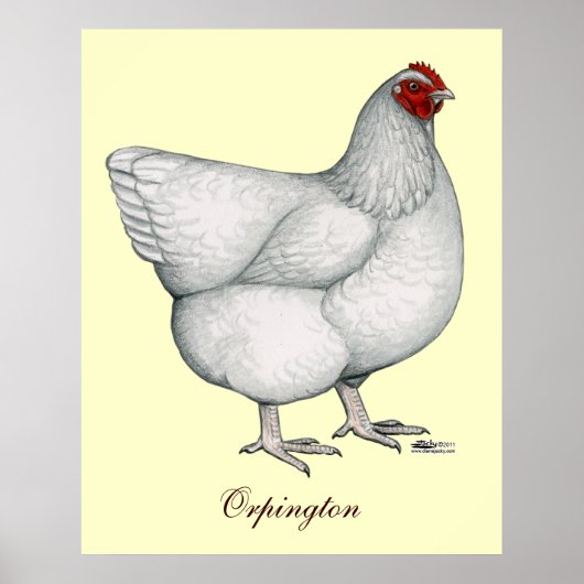 Poster Orpington White Hen (Devant)