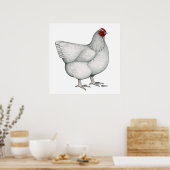Poster Orpington White Hen (Cuisine)