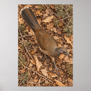 Poster Ortalis vetula dans la litière de feuilles de forê