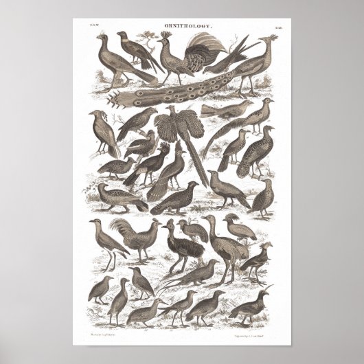 Poster Orthinologie espèces imprimé antique (Devant)