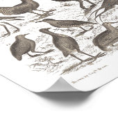 Poster Orthinologie espèces imprimé antique (Coin)