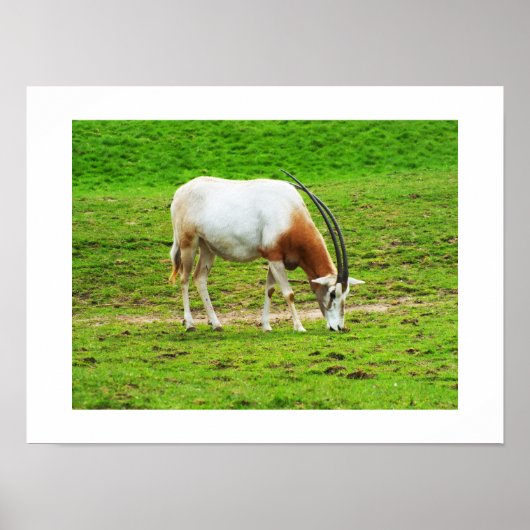 Poster Oryx algazelle animal (Devant)