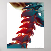 Poster Os cou (Devant)